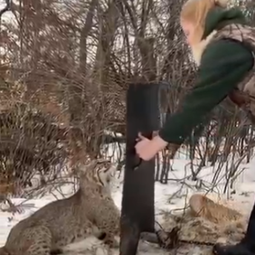 (ویدئو) حرکت بسیار زیبا و انسانی یک زن در نجات یک گربه وحشی از تله/فقط آخرش که گربه مهربون زنه رو نگاه میکرد😍