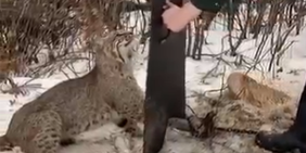 (ویدئو) حرکت بسیار زیبا و انسانی یک زن در نجات یک گربه وحشی از تله/فقط آخرش که گربه مهربون زنه رو نگاه میکرد😍