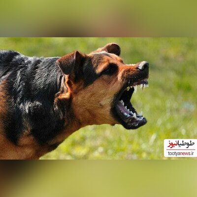 (فیلم) تقلای نفس‌گیر سگ برای خلاصی از چنگال مار