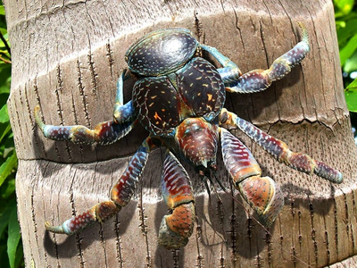 خرچنگ‌های ترسناکی که شاید خلبان گمشدۀ آمریکایی را خورده باشند!