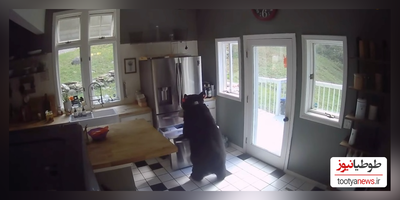 (فیلم) خرس سارق از یخچال خانه‌ای در آمریکا دزدی کرد!