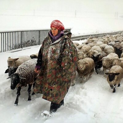 (ویدئو) خلاقیت غش آور چوپان برای نگهداری از گوسفند زیر بارش برف!/ جاش خوبه، پشم آبا و اجداد خودشه دیگه😆