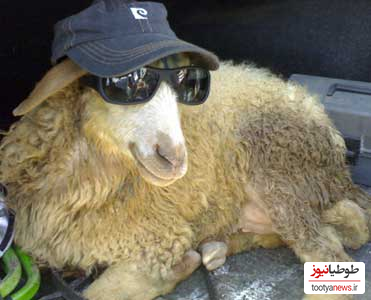 (ویدئو) خوابیدن چوپان در لایو اینستاگرام و جذب فالوئر توسط گوسفند!!