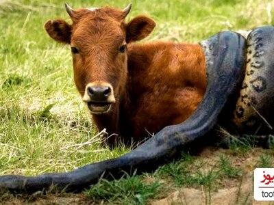(ویدئو) کشتن گاوهای یک مزرعه به دست یک مار!/ آخه به گروه خونیش هم نمیخوره قاتل گاو باشه🙄