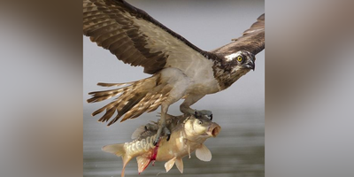 لحظه شگفت انگیز و باورنکردنی شکار ماهی توسط عقاب از اعماق دریا+ فیلم