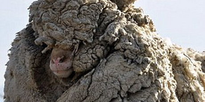 (عکس)تغییر چهره عجیب تنهاترین گوسفند جهان