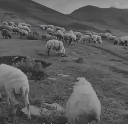 (ویدئو) چوپان جوانی که برای گوسفندانش نام انتخاب کرده است/ اسماشون چقد قشنگن😍