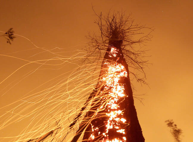 آتش گرفتن درخت از داخل تنه اش صحنه ای که هرگز ندیده اید+ فیلم