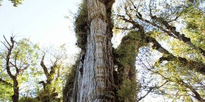 تصویری عجیب و باورنکردنی از یک درخت 5 هزار ساله!