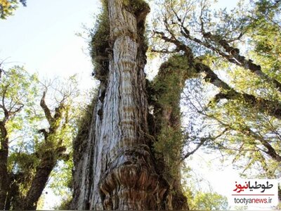 تصویری عجیب و باورنکردنی از یک درخت 5 هزار ساله!