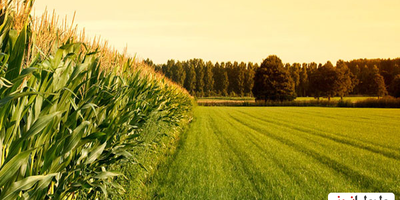 راهنمای قرارداد اجاره زمین کشاورزی+نمونه متن قرارداد