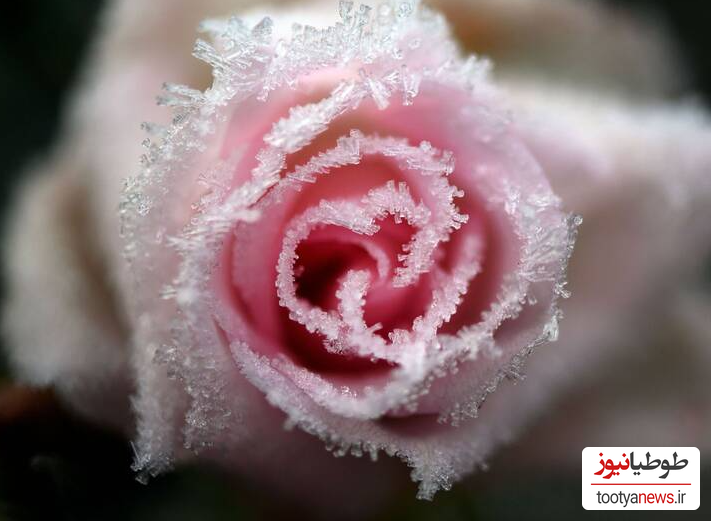 تصویری چشم‌نواز از گل‌های رز مدفون در برف