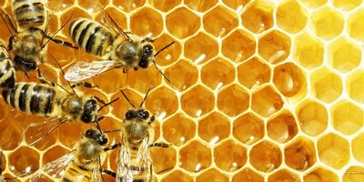 (ویدئو) خوردن عجیب همزمان عسل و زنبورهای زنده توسط یک مرد!/ خود خرس هم اول زنبوراشو جدا میکنه بعد میخوره😂