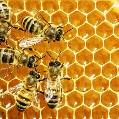 (ویدئو) خوردن عجیب همزمان عسل و زنبورهای زنده توسط یک مرد!/ خود خرس هم اول زنبوراشو جدا میکنه بعد میخوره😂