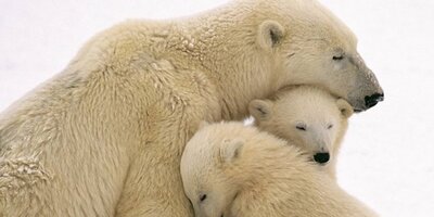 (عکس) واکنش خنده دار خرس قطبی به دیدن گردشگران/ انگار میگه جا دارین منم تا یه جایی برسونین😂