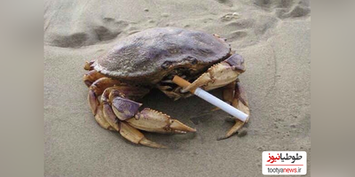 (ویدئو)اعتیاد عجیب یک خرچنگ به سیگار/ مصرف دخانیات به حیوانات هم سرایت کرد😲😂