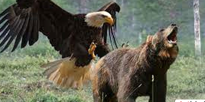 (فیلم) لحظه باورنکردنی شکار یک عقاب توسط خرس گرسنه