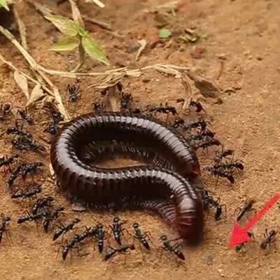 ویدیویی بینظیر و تکرارنشدنی از حمل یک هزارپا توسط مورچه ها!/ فقط ببینین چجوری زنجیره تشکیل دادن😍😮