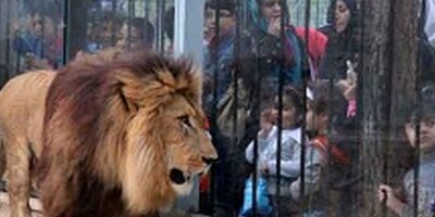 (فیلم) عاقبت دردناک نزدیک شدن بیش از حد به قفس شیر در باغ وحش مشهد!