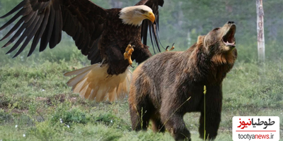 (ویدئو) شوخی عقاب با حیوانات/عقاب میخواد پلنگ و خرس رو هم شکار کنه!