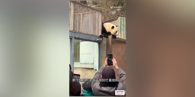 (فیلم) حرکت عجیب یک پاندا با فرار از باغ وحش/ پاندای کنگ‌‌فو کاره، از دیوار رفته بالا!