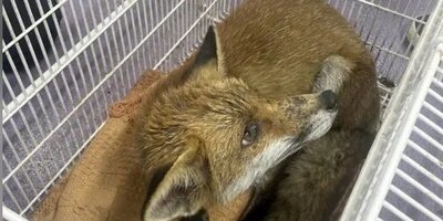(ویدئو) عملیات دشوار بیرون کشیدن سر یک روباه از سوراخ