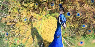تصویر عجیب یک طاووس بر روی یک پراید