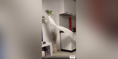 (فیلم) حرکات عجیب و خنده‌دار یک طوطی/ خانه‌ تکانی می‌کنه، از نوع تخریبیش🙄
