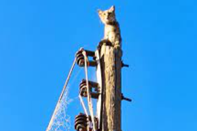 خلاقیت خنده دار 3 مرد ایرانی برای پایین آوردن گربه از بالای تیر برق +فیلم/لامصب اون بالا سالم تر میموند🤣