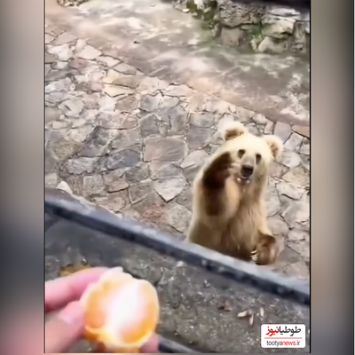 (فیلم) درخواست جالب خرس از یک انسان/ نارنگی دوست داره خب!😂