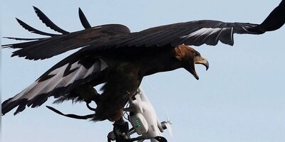 (ویدئو) لحظه دزدیدن پهپاد در حال پرواز توسط عقاب
