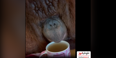 (فیلم) چای خوردن خنده‌دار یک گوریل/ چایی داغ بود سوختش، صداشو!😂